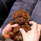 Realistischer Roboterhund