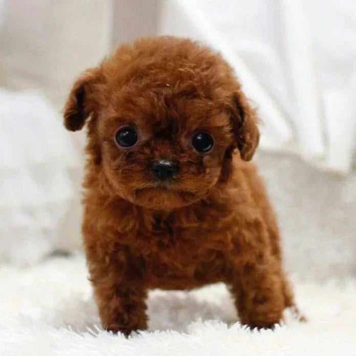 Realistischer Roboterhund