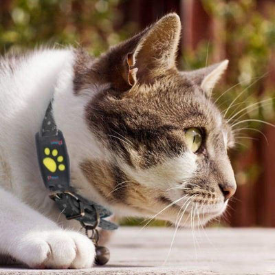GPS-Katzenverfolgungssystem mit Standortaktualisierung in Echtzeit - kompakt und leicht
