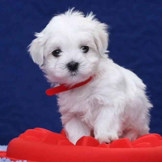 Realistischer Roboterhund